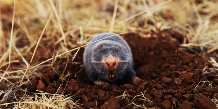 Moles pest control