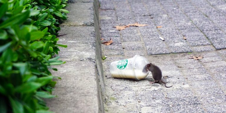 Rat pest control
