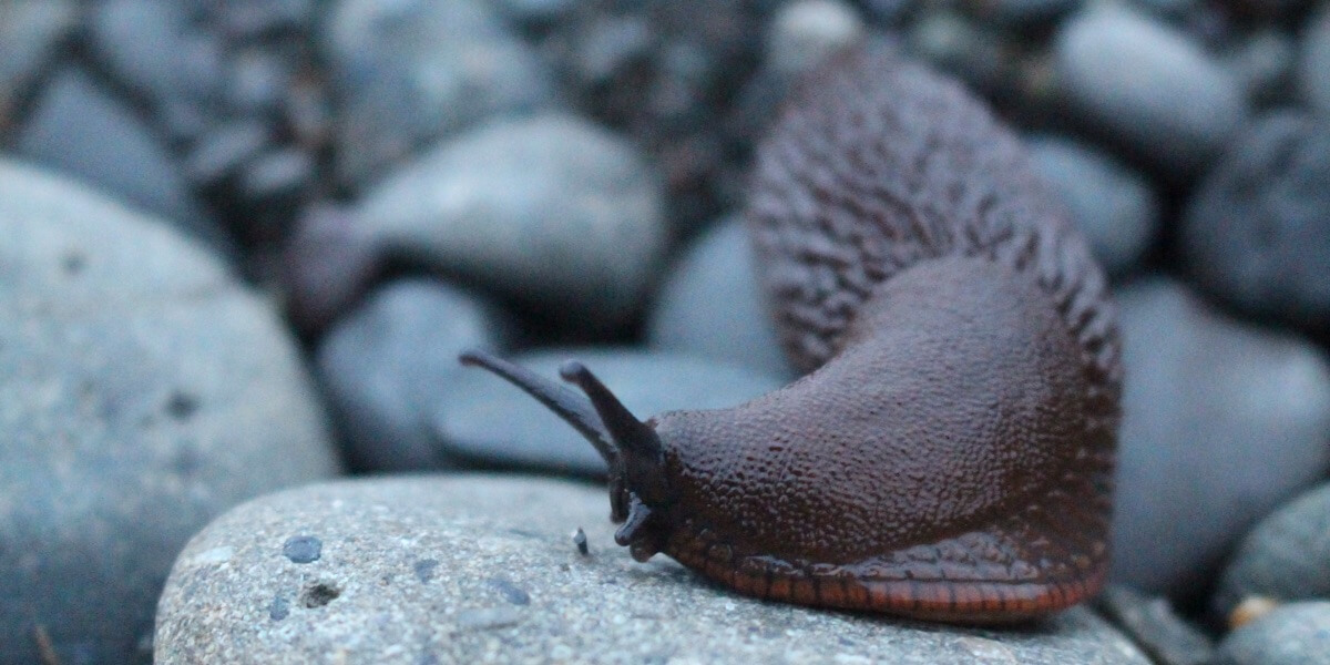 slug pest control