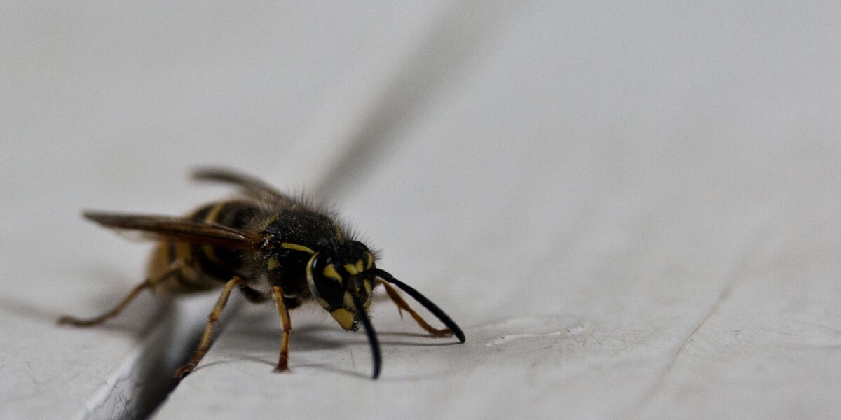 wasp pest control