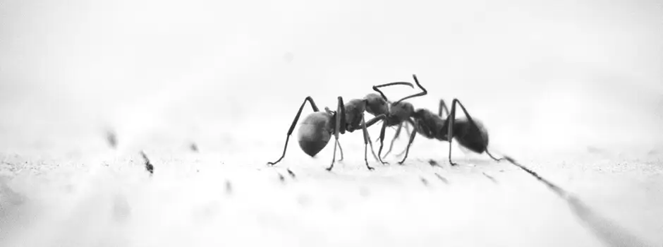 Ant pest control Cornwall