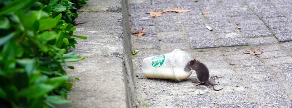 Pest Control Rats in Cornwall