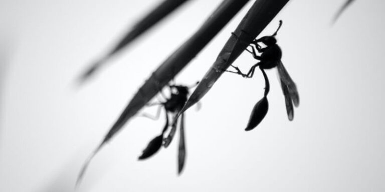 The Annual Invasion: Flying Ants in the UK