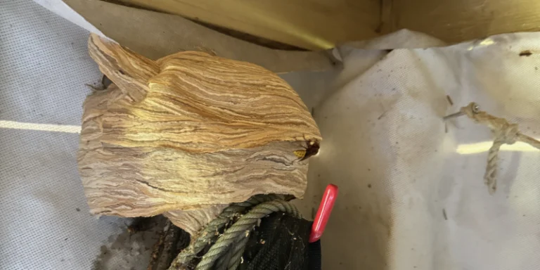 Safely Removing Hornets Nests