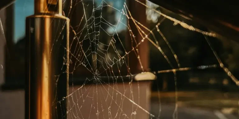 Alert! Spiders Seeking a Warm Home for the Winter