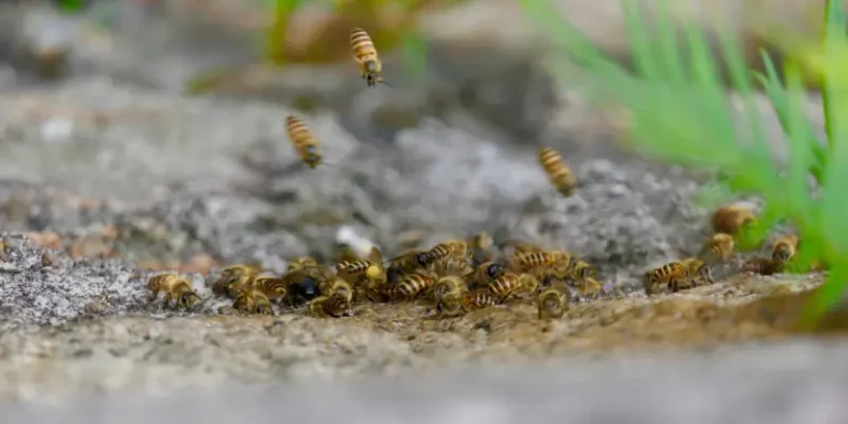 Buzzy Business: Why Wasps Love a Cornish Summer (And How to Keep Them Away)